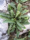 Ceterach officinarum [copyright Wibail Lionel]