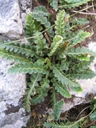 Ceterach officinarum Ceterach officinarum