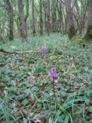 Chênaie-charmaie calcicole Chênaie-charmaie calcicole