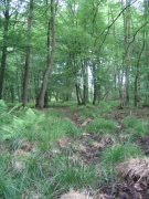 Chênaie-charmaie médio-européenne acidocline climacique.JPG Chênaie-charmaie médio-européenne acidocline climacique.JPG