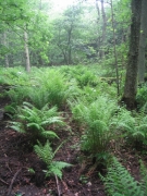 Chênaie-charmaies médio-européenne acidocline climacique_01.JPG Chênaie-charmaies médio-européenne acidocline climacique_01.JPG