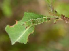 camilla_chenille_baugnee2.JPG camilla_chenille_baugnee2.JPG