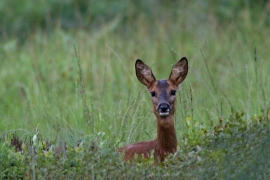 Chevreuil 03 Chevreuil 03