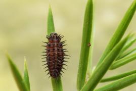 chilocorus_reni_larvae_sanmartin.jpg chilocorus_reni_larvae_sanmartin.jpg