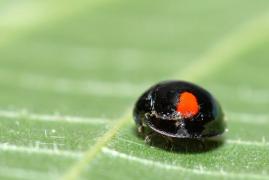 chilocorus_reni_sanmartin.jpg chilocorus_reni_sanmartin.jpg