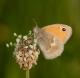 Fadet commun