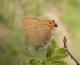 Thécla du prunier (Satyrium pruni) [copyright Steeman Chris]