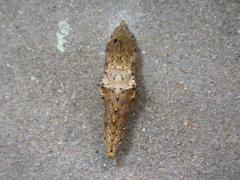 chrysalide_JYB.JPG chrysalide_JYB.JPG