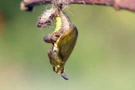 chrysalide_vanmeerbeeck.jpg chrysalide_vanmeerbeeck.jpg