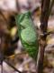 chrysalide de Flambé (Iphiclides podalirius) [CC by Fichefet Violaine]
