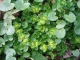 Chrysosplenium oppositifolium [copyright]