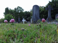 Cimetière lasne