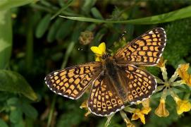 cinxia_delacre.jpg cinxia_delacre.jpg