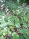 Circaea lutetiana [copyright Wibail Lionel]
