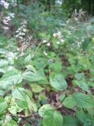 Circaea lutetiana Circaea lutetiana
