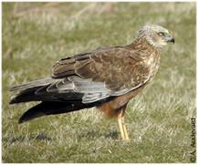 circus aeruginosus - A081