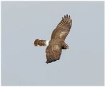 circus cynaneus - A082