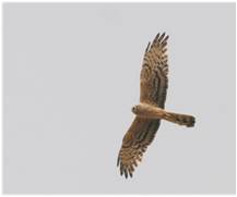 circus pygargus - A084