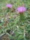 Cirsium acaule [copyright Wibail Lionel]