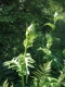 Cirsium oleraceum 2