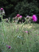 Cirsium palustre 1 Cirsium palustre 1