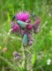 Cirsium palustre [copyright]