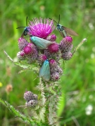 Cirsium palustre 2 Cirsium palustre 2