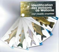 Clef visuelle simplifiée poissons de Wallonie Clef visuelle simplifiée poissons de Wallonie