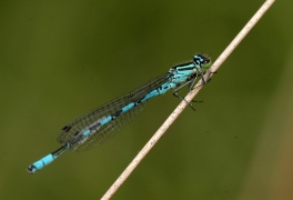 Coenagrion_hastulatum.JPG