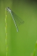 Agrion jouvencelle (Coenagrion puella) Femelle. [copyright Barbier Yvan]