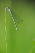 Coenagrion_puella__BRB4237.jpg Coenagrion_puella__BRB4237.jpg