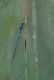 Agrion jouvencelle (Coenagrion puella) Mâle. [copyright Barbier Yvan]