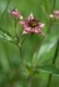 Comarum palustre [copyright Wibail Lionel]