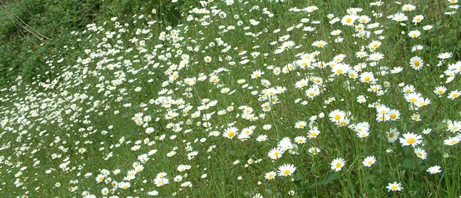 Contacter le service Bords de routes