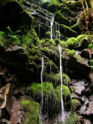 Cordulegaster bidentata habitat Cordulegaster bidentata habitat