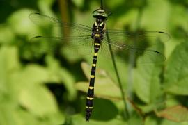 Cordulegaster bidentatus.jpg Cordulegaster bidentatus.jpg