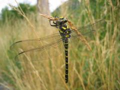 Cordulegaster_boltonii_f.jpg Cordulegaster_boltonii_f.jpg