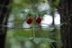 Cornus mas [copyright Wibail Lionel]