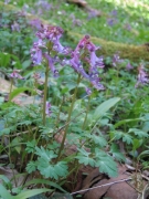 Corydalis solida Corydalis solida