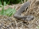 Couleuvre à collier (Natrix natrix) sur son site de ponte [CC by Smits Quentin]