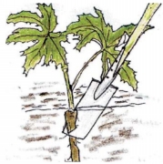 coupe_sous_le_collet.jpg