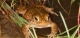 Crapaud calamite