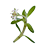 Crassula_helmsii_BenKieft2_45x45