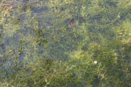 Crassula_Emmanuel Delbart Crassula_Emmanuel Delbart