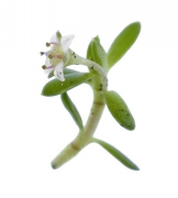 Crassula_helmsii_BenKieft2 Crassula_helmsii_BenKieft2