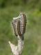 chenilles de Gazé (Aporia crataegi) [copyright Baugnée Jean-Yves]