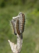 crataegi_chenille_JYB.JPG crataegi_chenille_JYB.JPG