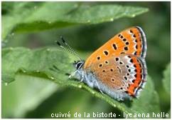 cuivré de la biscorte