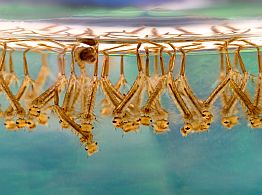 Larves de Culex pipiens