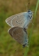 Cyaniris semiargus couple